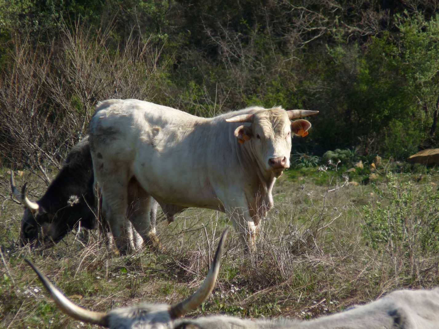 ho incontrato un maiale....